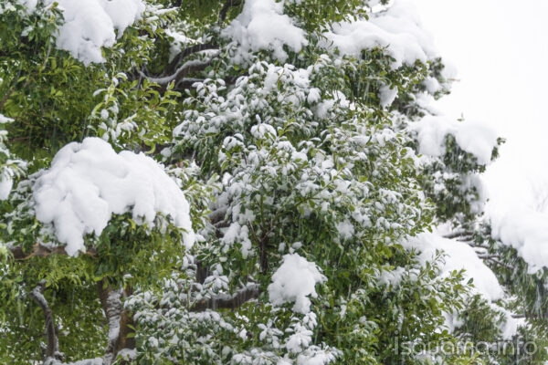 東京の大雪(2013年1月14日)