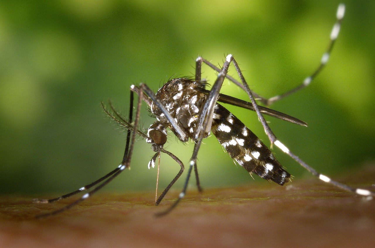 虫が媒介する身近にある感染症…デング熱（蚊）とSFTS（マダニ）