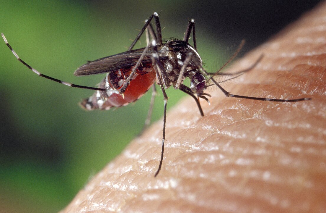 蚊からデングウイルス検出…ヒトスジシマカの生態がよくわかっていない件