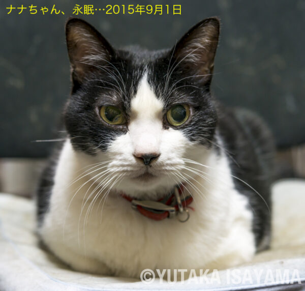 ナナちゃん、永眠…2015年9月1日