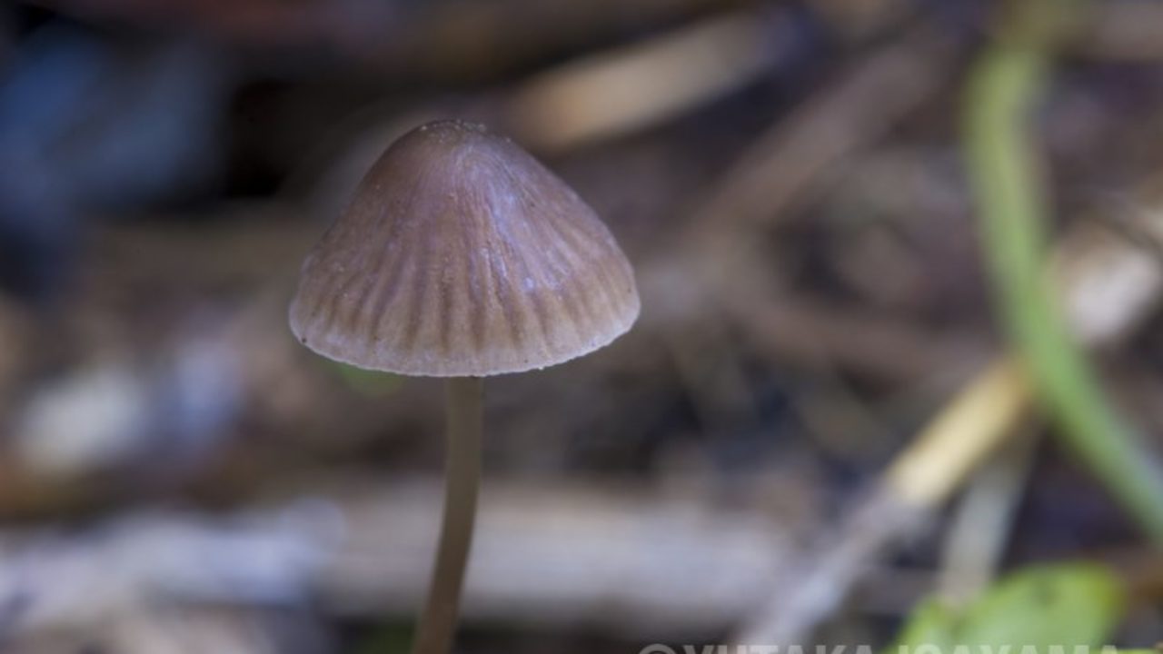 マジックマッシュルームのイメージ写真の間違い 諌山裕の仕事部屋