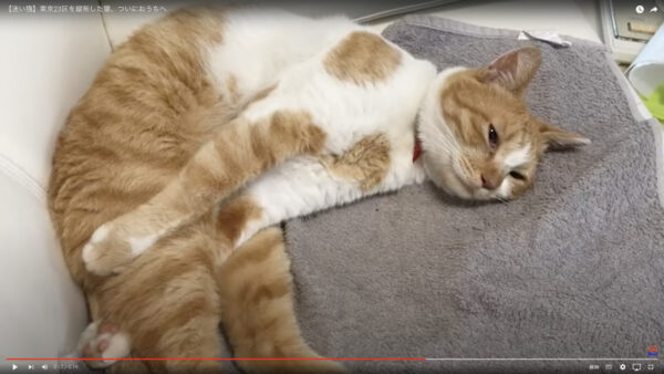 東京23区を縦断した猫、ついにおうちへ