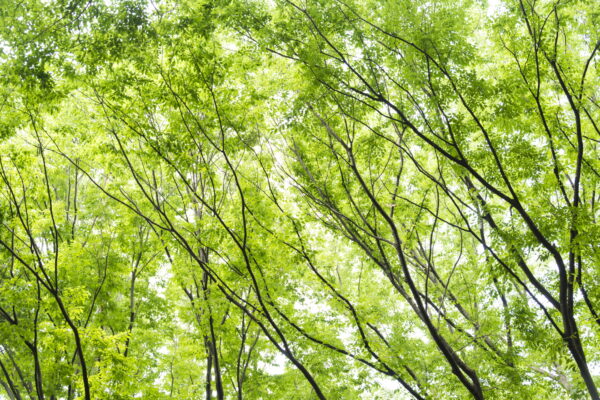 透き通る緑の癒しなかりせば 天下わりなく心は荒む