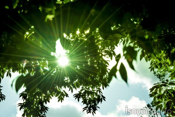 木漏れ日の針が眼を突き刺す痛さ 夏が不眠症で眠らない