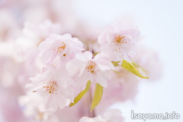 淡い光に包まれて春うらら 来年（こんとし）も見たいと乞ひ願ふ