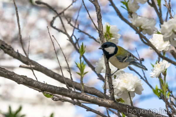 ツーピーとさえずる鳥の姿なく 揺れる小枝に気配を残す
