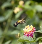 オオスカシバとランタナの花