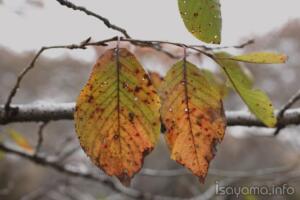 紅葉が綺麗だという無神経 ボロボロなる我が身に重ね