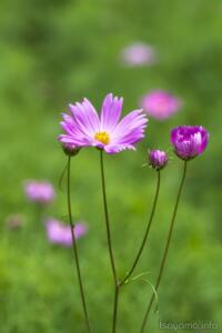 謙虚さと純潔の花いとしくて 君を抱きしめ共に夢見る