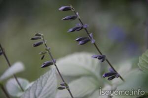 サルビア・ガラニチカ（メドーセージ）の蕾