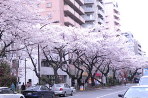 近所の2010年の桜-1