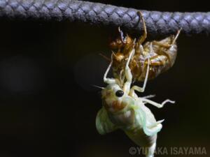 Emergence of the cicada